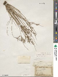 Juncus tenuis image