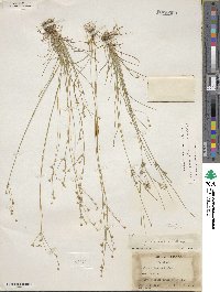 Juncus tenuis image