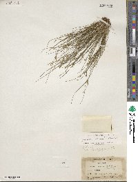 Juncus tenuis image