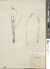 Juncus tenuis image