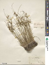 Juncus tenuis image