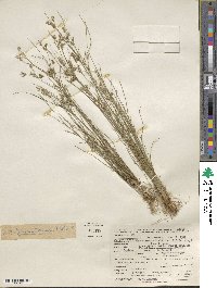 Juncus tenuis image