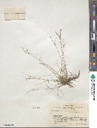 Juncus tenuis image