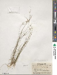 Juncus tenuis image