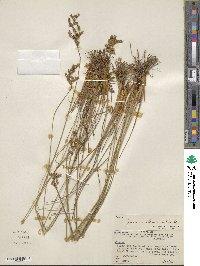 Juncus tenuis image