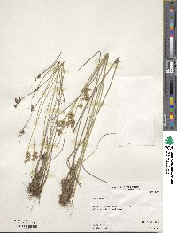 Juncus tenuis image