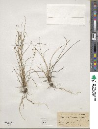 Juncus tenuis image