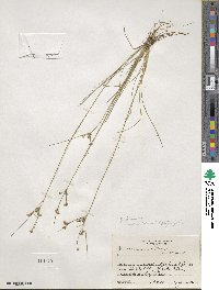 Juncus tenuis image