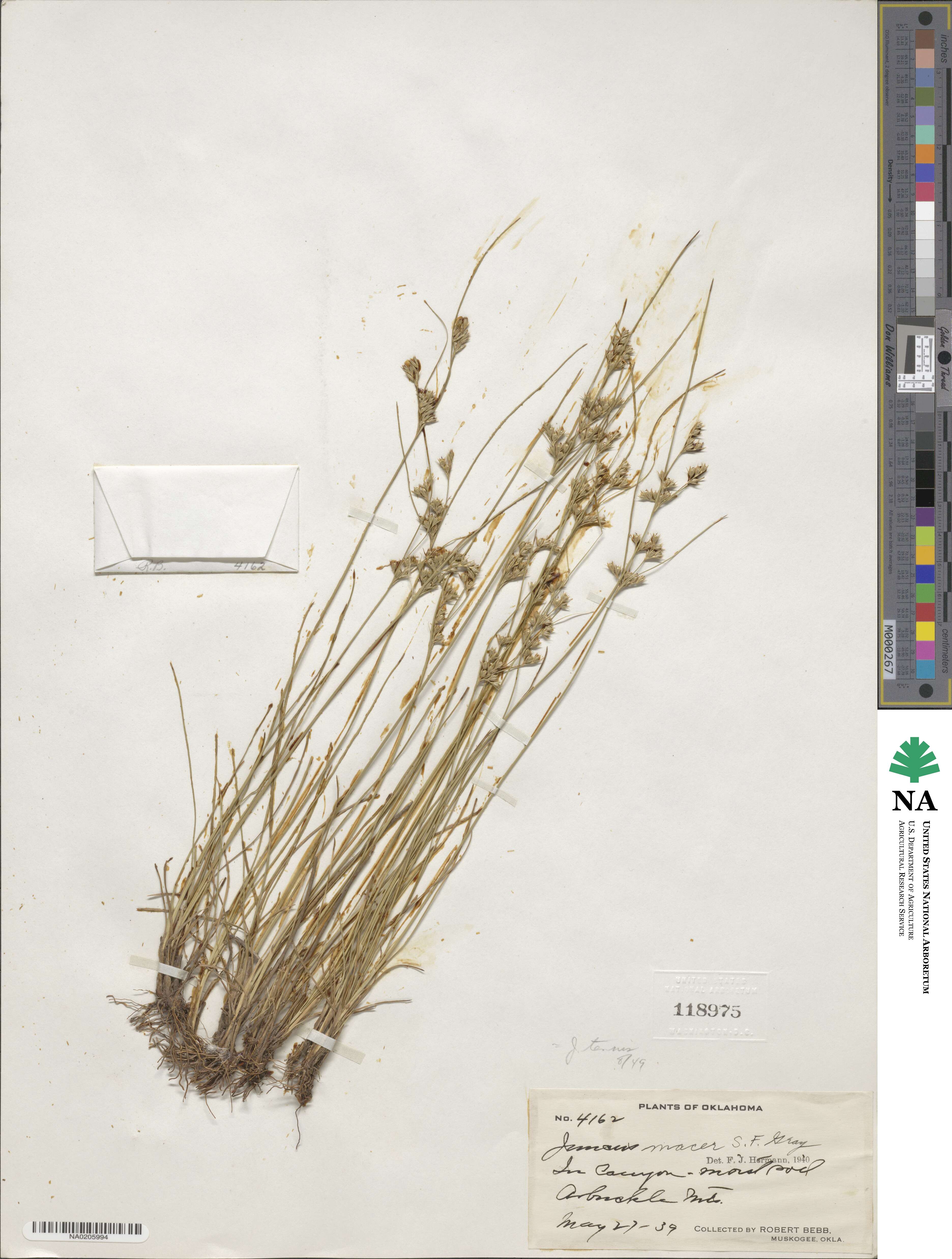 Juncus tenuis image