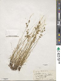 Juncus tenuis image