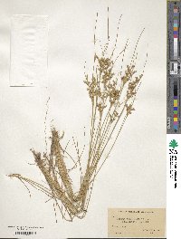 Juncus tenuis image