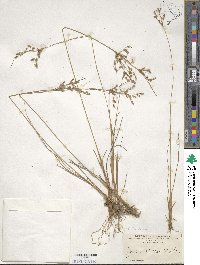 Juncus tenuis image