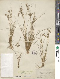 Juncus tenuis image