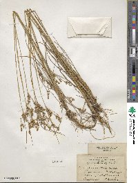 Juncus tenuis image