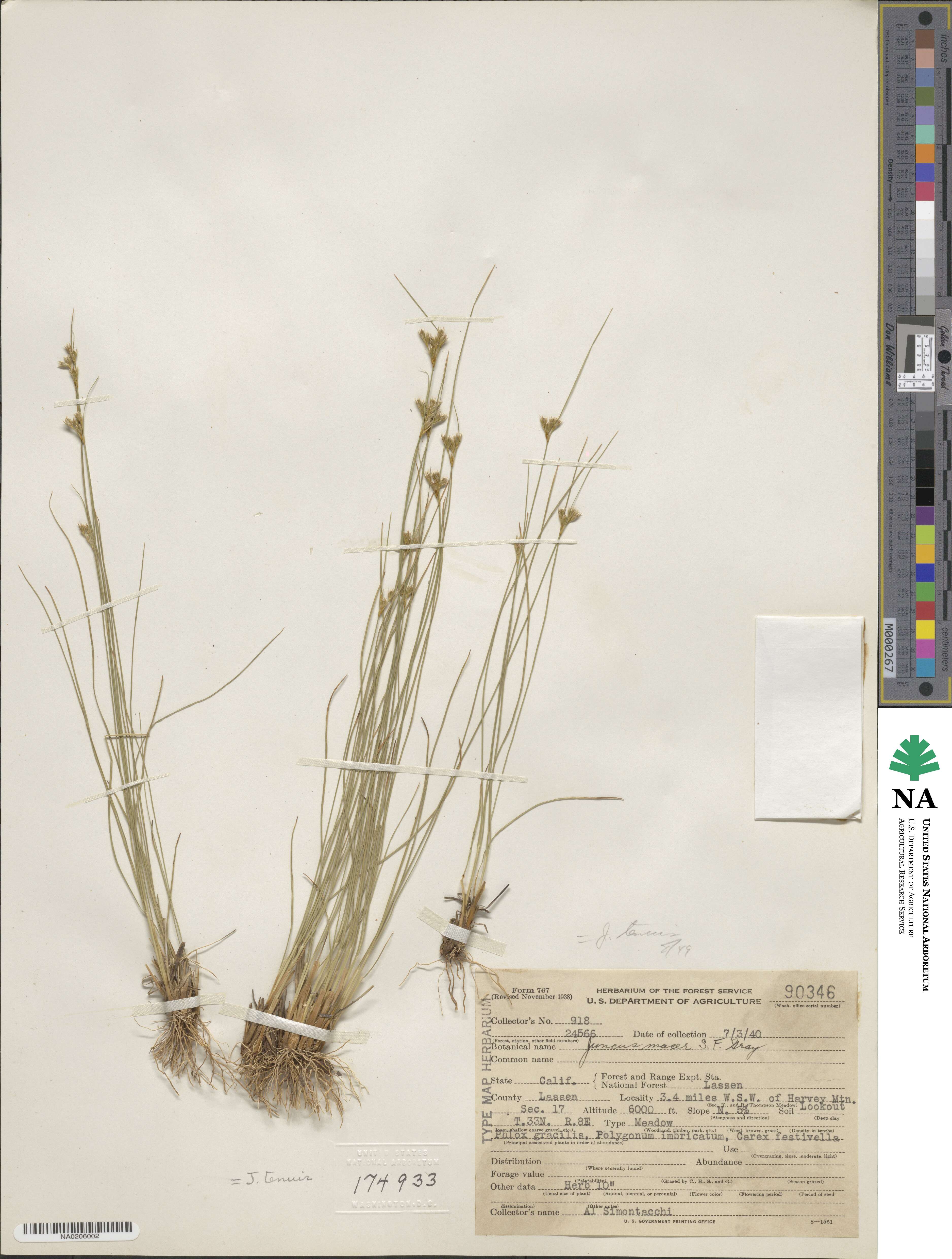 Juncus tenuis image