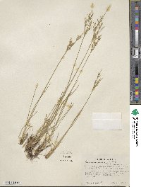 Juncus tenuis image