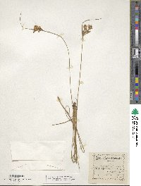 Juncus tenuis image