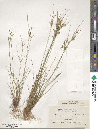 Juncus tenuis image