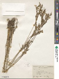 Juncus tenuis image