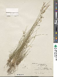 Juncus tenuis image