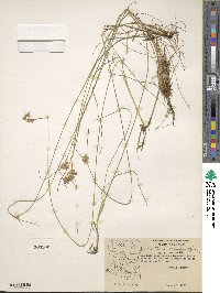 Juncus dudleyi image