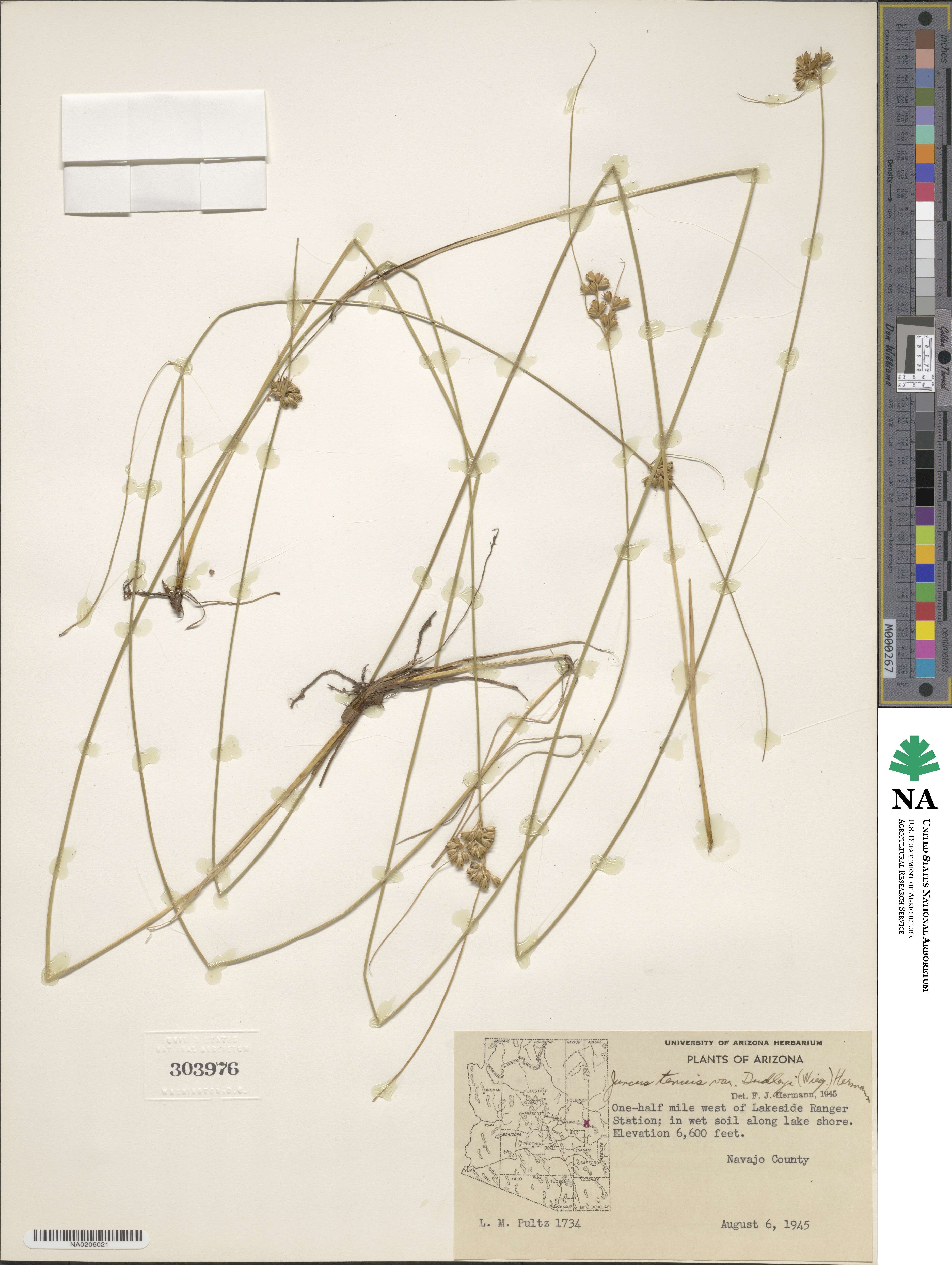 Juncus dudleyi image