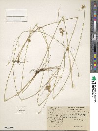 Juncus dudleyi image