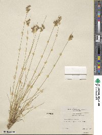 Juncus dudleyi image