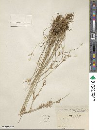 Juncus dudleyi image