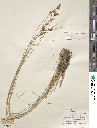 Juncus dudleyi image