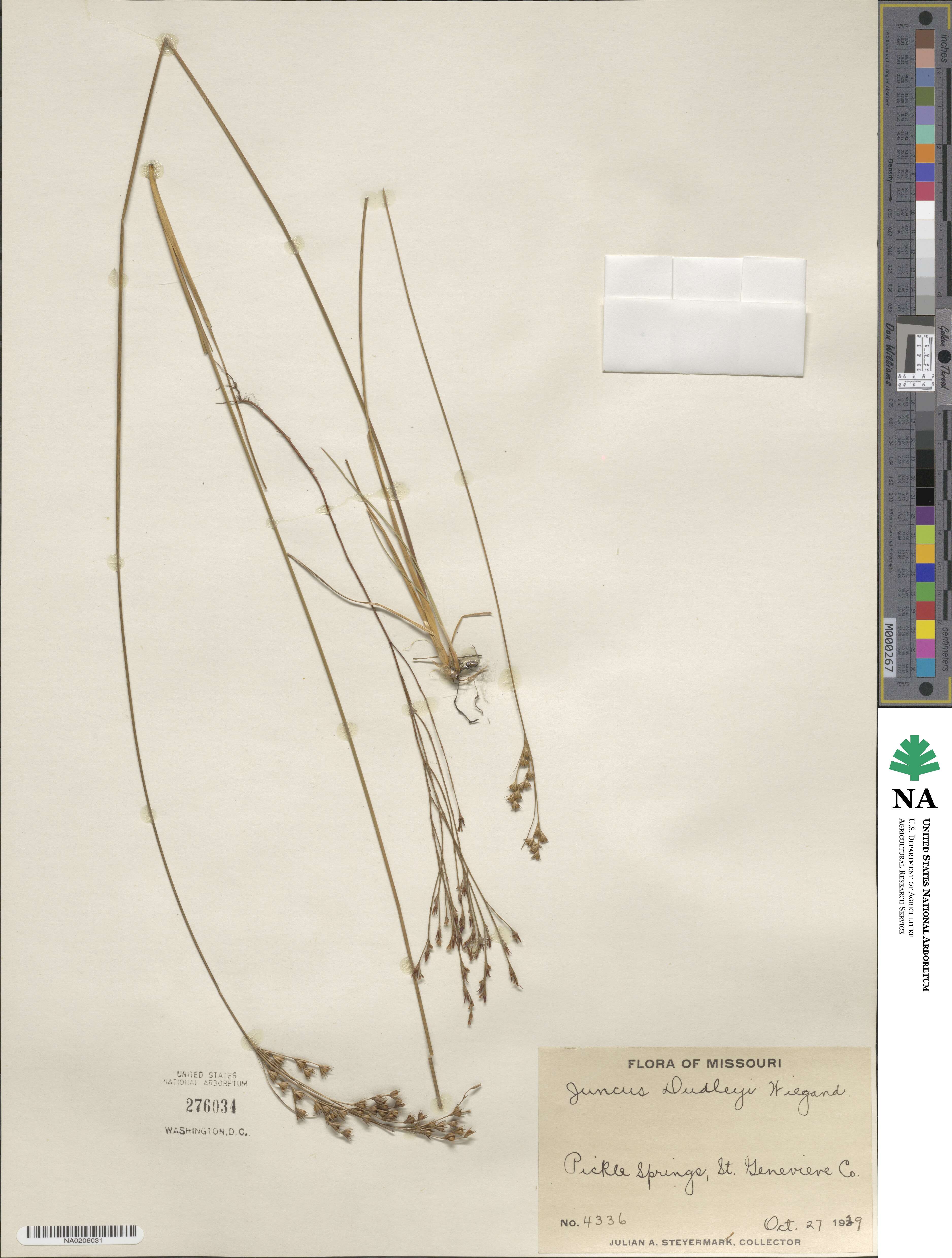 Juncus dudleyi image
