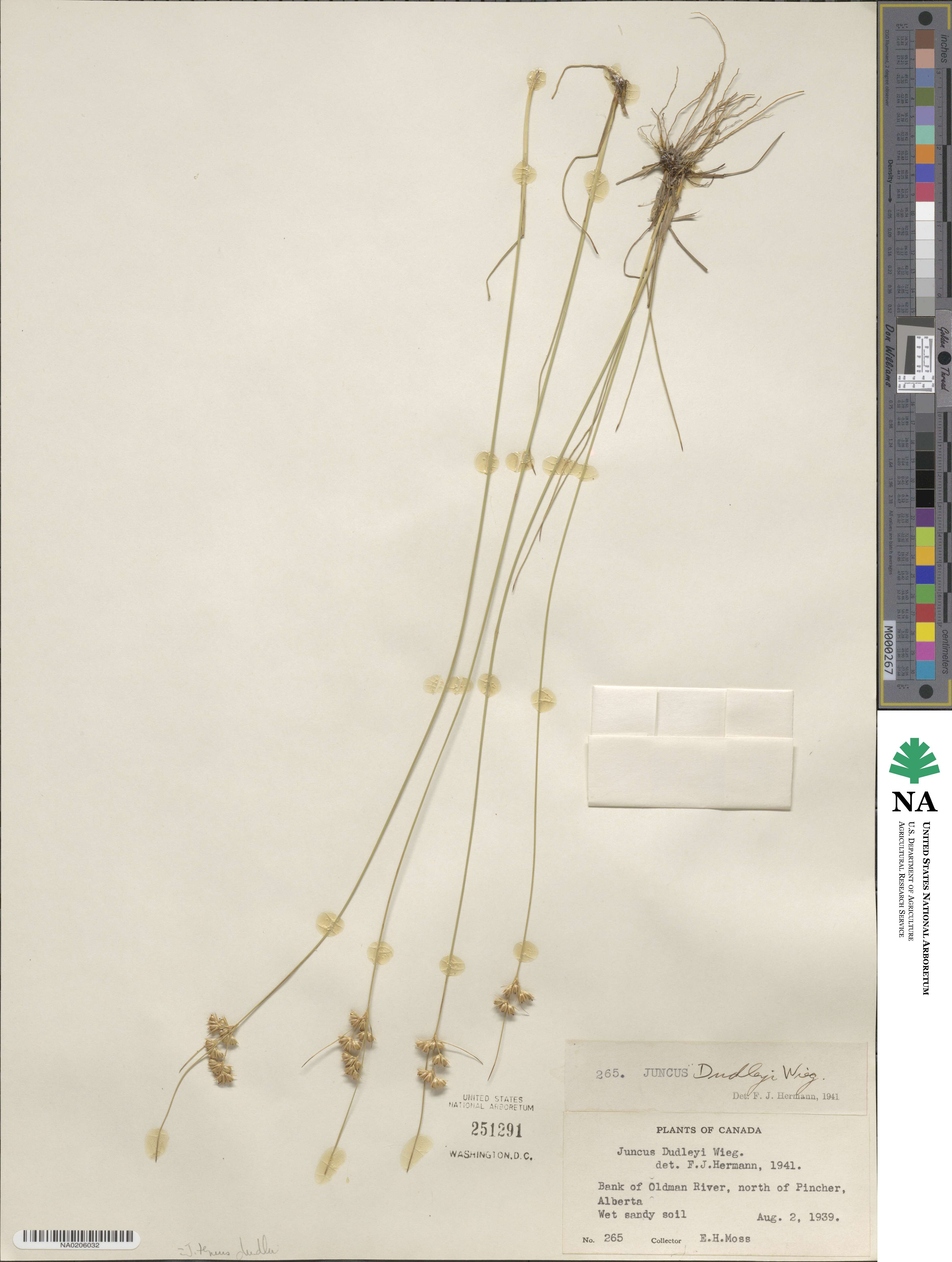 Juncus dudleyi image