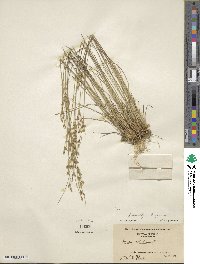 Juncus dudleyi image