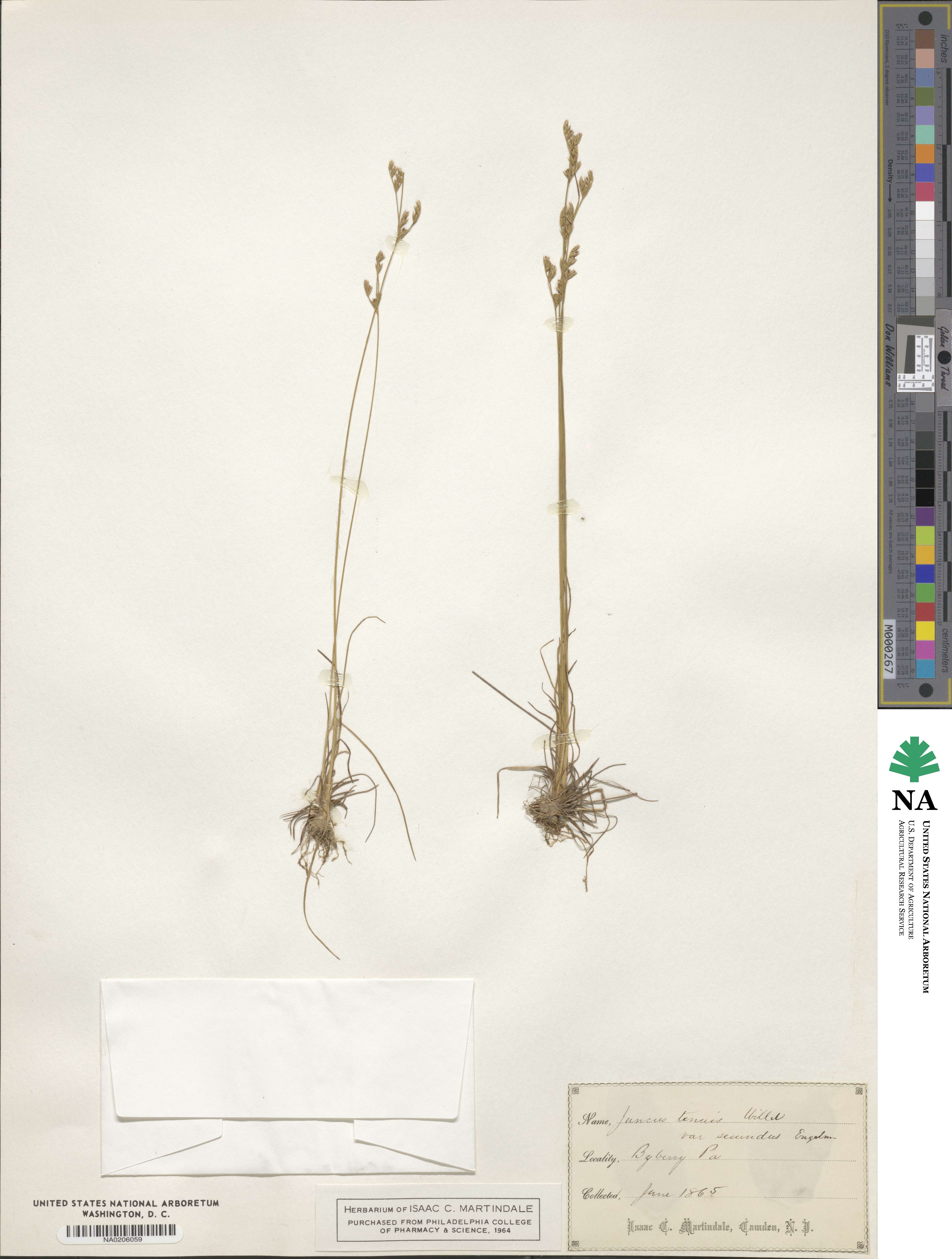 Juncus secundus image