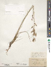 Juncus secundus image