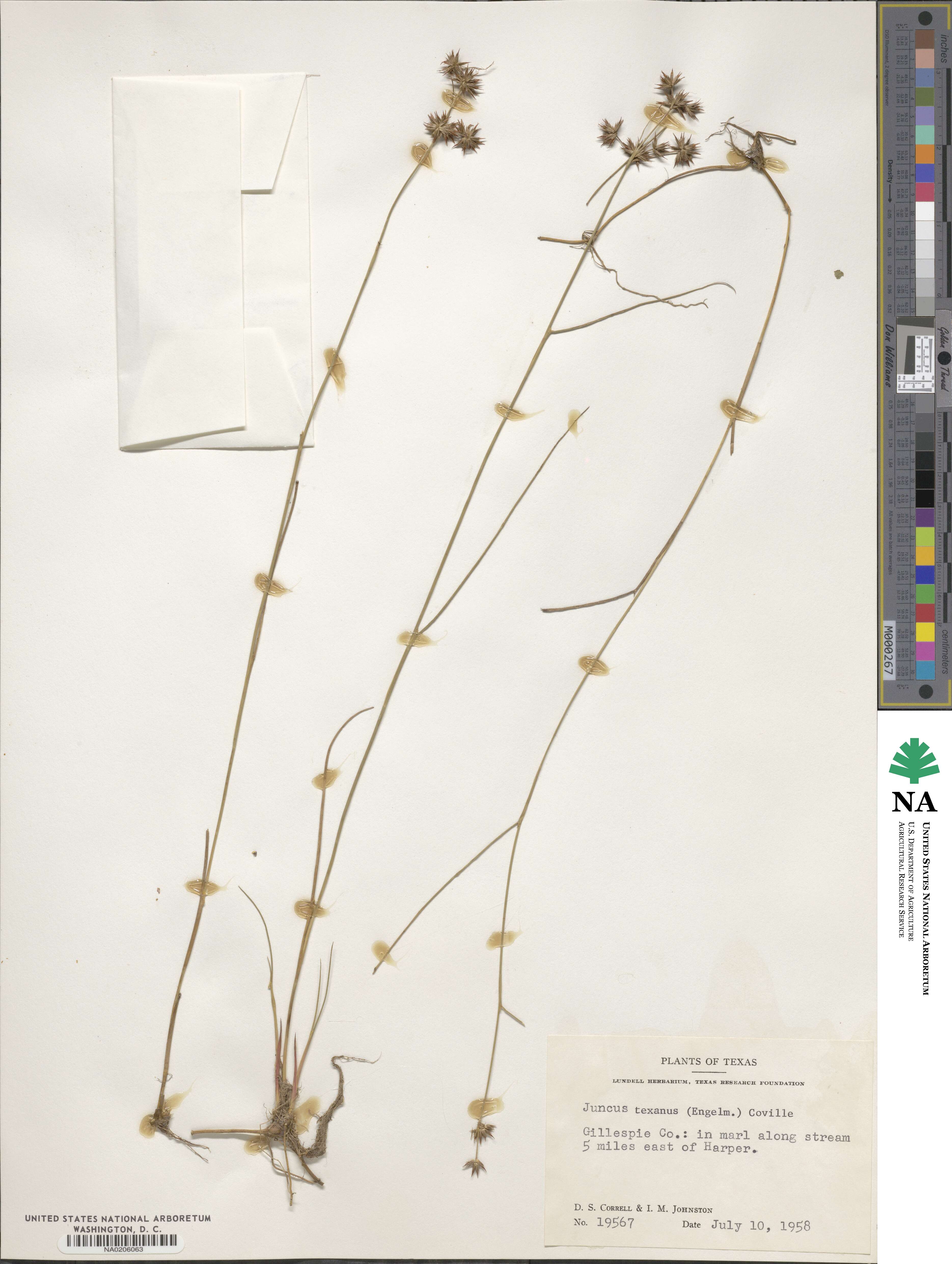 Juncus texanus image