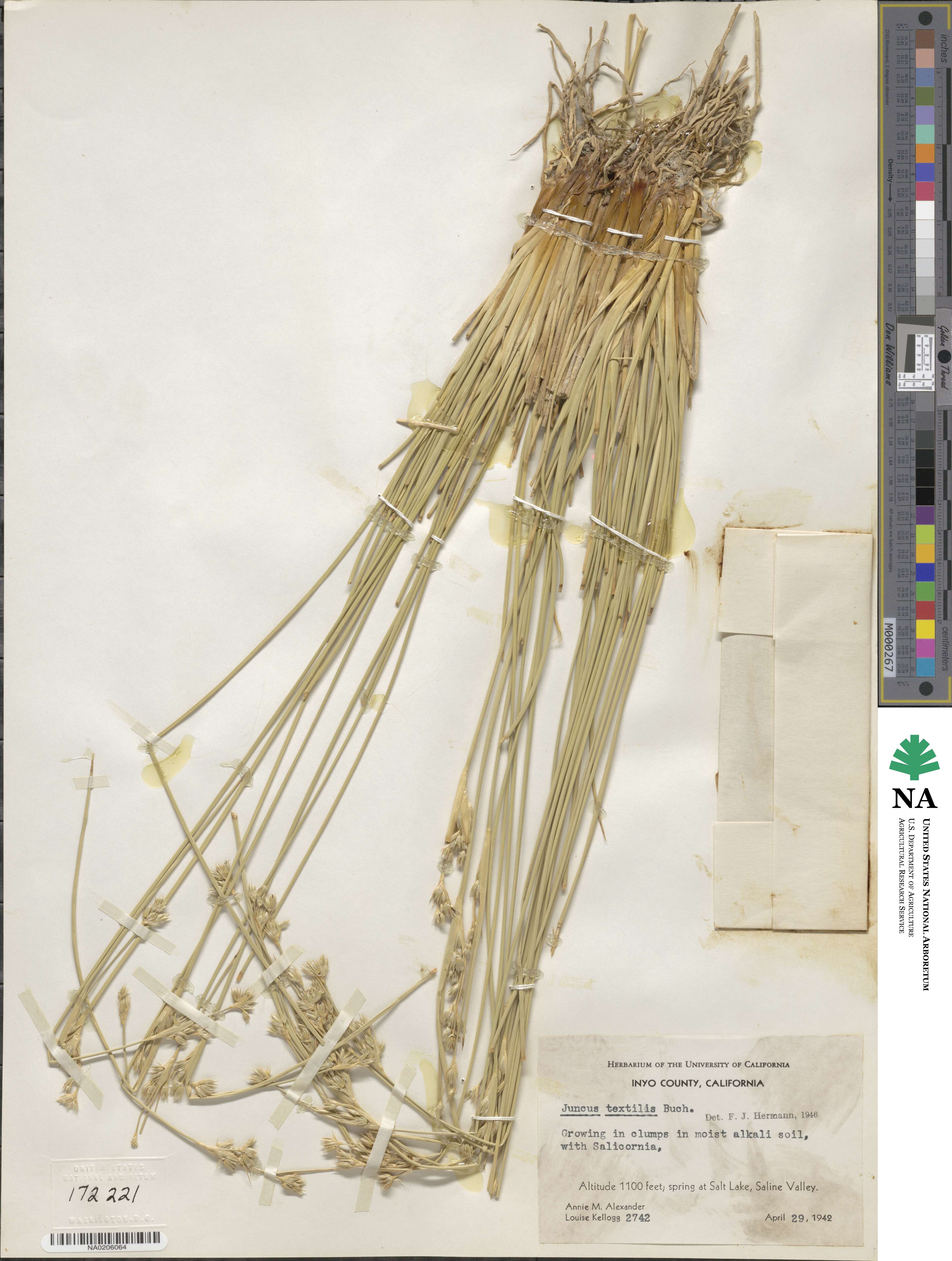 Juncus textilis image
