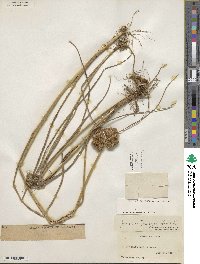 Juncus torreyi image