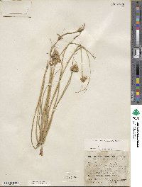 Juncus torreyi image