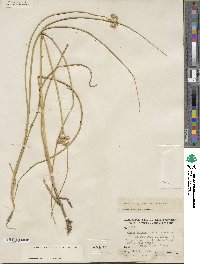 Juncus torreyi image