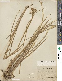 Juncus torreyi image