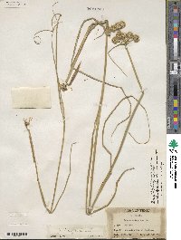 Juncus torreyi image