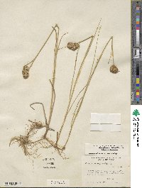 Juncus torreyi image