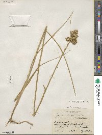 Juncus torreyi image