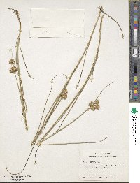 Juncus torreyi image