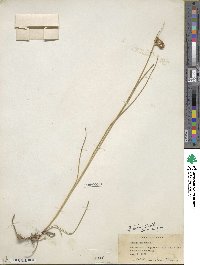 Juncus torreyi image