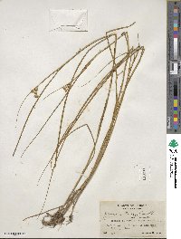 Juncus torreyi image