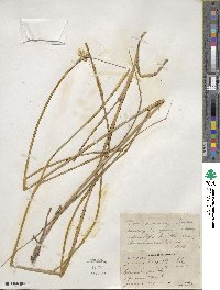 Juncus torreyi image