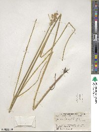 Juncus torreyi image