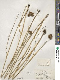 Juncus torreyi image